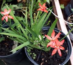 Image result for Freesia laxa
