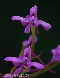 Image result for Disa baurii