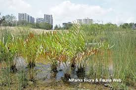 Image result for Acrostichum aureum