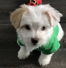 Please contact the breeders below to find maltese puppies for sale in michigan: Maltipoo Puppies For Sale Washington Novocom Top