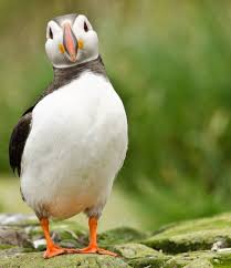Black Bird With Red Spots On Neck Flashy Red And Black Stripes On Its Beak Is The Source Of This Bird S Nicknames Clown Of The Sea And Sea Parrot But The Bold Co Puffins Bird Birds Puffin