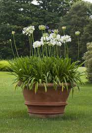 Garden Plants Garden Containers Container Gardening