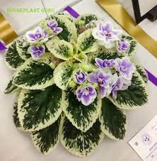 Houseplant Guru Ohio African Violet Show And Sale African Violets African Violets Plants Violet Plant