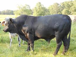 We have several cows for sale and small herds available all year long. Brahman Cattle For Sale 4h Farm Horse And Cattle