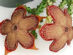 This helps them to flower freely. Edithcolea Grandis Persian Carpet Flower Flowers Unusual Flowers Persian Carpet
