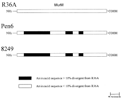 Image result for Penicillin Resistant Pneumococcus