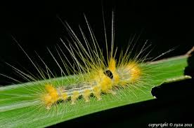 Black And Yellow Hairy Caterpillar Yellow Hairy Caterpillar Caterpillar Hairy Creatures