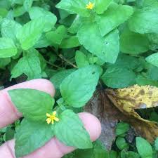 Image result for Calyptocarpus vialis