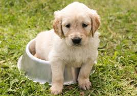 Golden retriever puppies for sale in ventura, california united as an amazon associate, we may receive a small commission from qualifying purchases but at no extra cost to you. Cost To Buy A Golden Retriever Puppy Golden Retrievers