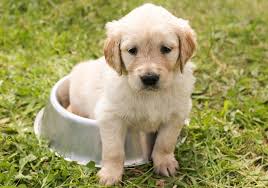 Cost To Buy A Golden Retriever Puppy Golden Retrievers