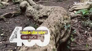 Khám phá cụ 'Thằn lằn sấm' 400 năm tuổi tại Vườn quốc gia Cát Tiên