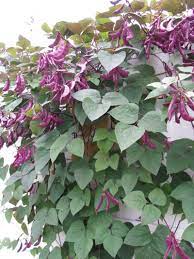 Frpa resource evaluation heads 2 to 3 cm wide • flowers pink to purple. Carolina Gardening Vine With Purple Pods Sweetpea Like Flowers Id 1 By Thea611