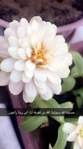 Pin By Redbow Shop On خير الكلام Plants Garden