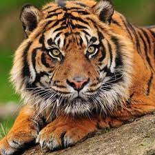 Pton Sunda Rainforest Project On Instagram We Need Your Help Saving The Habitat Of The Critically Endang Rainforest Project Sumatran Tiger Endangered Animals