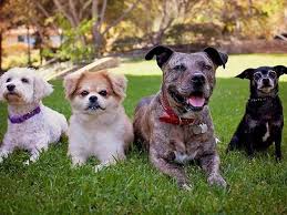 We will share daily funny, cute and adorable pets video in thi. Pet Adoption Find Your New Best Friend With Our Pet Of The Month