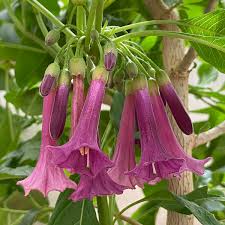 Image result for Iochroma cyaneum