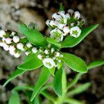 Image result for Corrigiola litoralis