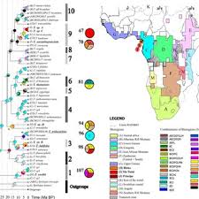 Image result for Tridactyle scottellii