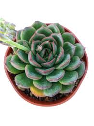 Image result for Criscianthus