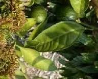 Image result for Sphaeropsis tumefaciens oleander symptoms