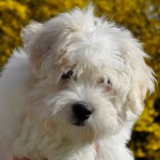 The coton de tulear is a member of the bichon family of dogs, which also includes the bichon frise, the maltese, the bolognese and the havanese. Elevage De Coton De Tulear Of Blue Moon Cottage Home Facebook