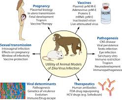 Animal Models Of Zika Virus Infection Pathogenesis And Immunity Journal Of Virology