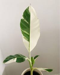 Check spelling or type a new query. Musa Ae Ae Variegated Hawaiian Banana Plant Furniture Home Living Gardening Plants Seeds On Carousell
