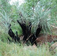 Image result for Xerophyta zambiana