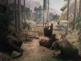 In mexico, they inhabited the states of baja, sonora and chihuahua. Mexican Grizzly Bear Wikipedia