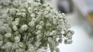 White wedding flowers are perfect for a black and white wedding or an all white wedding! Wedding Decoration Small White Flowers Stock Footage Video 100 Royalty Free 1028894204 Shutterstock