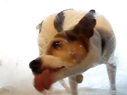 dog video clip of rudy licking screen