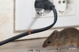 Cara halau tikus yang berkesan mp3 & mp4. Cara Ampuh Usir Tikus Di Rumah Ala Ahli Tikus Ipb Halaman All Kompas Com