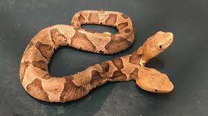Schlangen haben jedoch den vorteil, dass sie häufig nur einmal pro woche oder weniger gefüttert werden müssen, sodass sie für einige tage ohne haustier auskommen können. Virginia In Den Usa Schlange Mit Zwei Kopfen Entdeckt