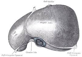 Bile is a mixture of water, bile salts, cholesterol, and the pigment bilirubin. Liver Superior Surface Radiology Case Radiopaedia Org