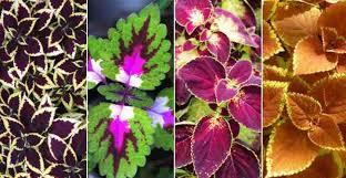 Do coleus plants have flowers? Coleus Care How To Grow Colorful Coleus Plant Extensive Guide