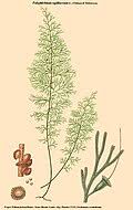 Image result for Polyphlebium borbonicum