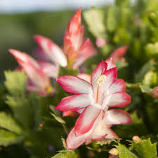 Try finding the one that is. Wholesale Christmas Cactus Rooted Plug Liners