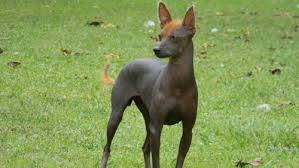 Los 25 Animales Nativos del Perú Más Comunes - Lifeder
