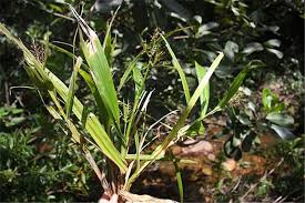 Image result for Scleria globonux