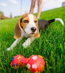 What to buy before getting a puppy. What Do I Need For A Puppy A Go To Guide For New Puppy Parents