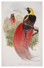 Papua New Guinea Bird Of Paradise Drawing John Gould Marquis De Raggi S Bird Of Paradise Vol 1 Pl 32 From John Gould 1875 1888 Birds Of New G Birds Of Paradise Birds Painting Global Gallery