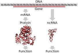 Different alleles have different effects, and even people with the same alleles can have different phenotypes (characteristics). Gene Wikipedia