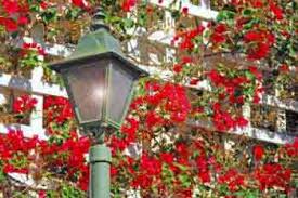 Whether you're looking for a climber for fences, arches or pegolas, perennial climbers will come back year after year. 29 Best Climbing Plants For Trellis Gardenseeker Co Uk