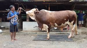 Kamu tak perlu takut dengannya, karena hewan ini dia, si loreng hitam putih yang perawakannya mirip kuda. Ini 5 Jenis Sapi Yang Sering Dijadikan Hewan Kurban Di Indonesia Okezone Muslim