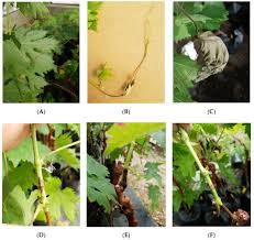 Program within @mayoclinicgradschool is currently accepting applications! Plants Special Issue Decline Of Mediterranean Fruit Crops And Forests Associated With Fungal Trunk Pathogens