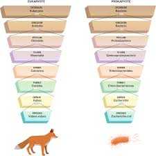 Three Domains Of Living Organisms Course Hero