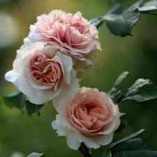 Xavier de Fraissinette®