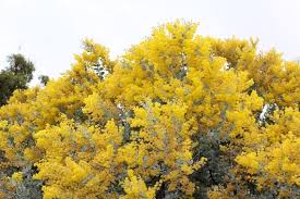 Image result for Acacia podalyriifolia