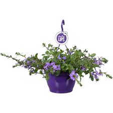 Image result for foto Vějířovka