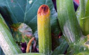 Zucchini Faq Probleme Und Tipps Beim Zucchini Anbau